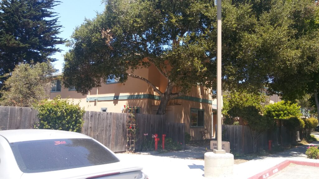 Manzanita Crisis Residential Program Expands 5 a tree growing on a pole