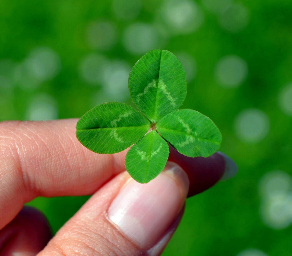 A Second Chance at Recovery: Bill's Story 6 a hand holding a four leaf clover
