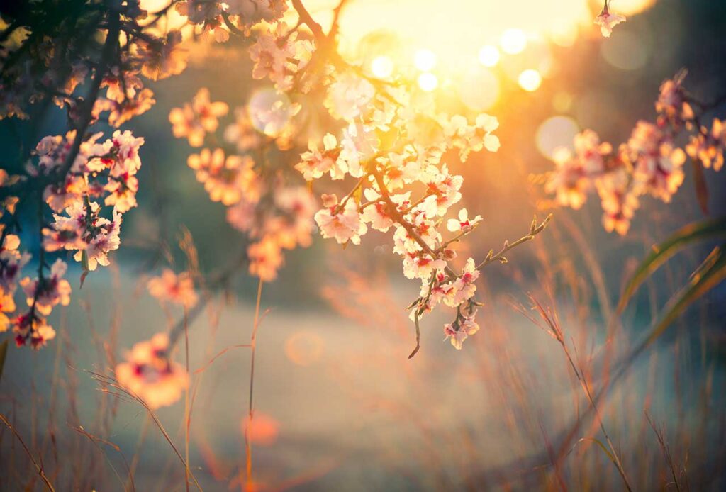 Interim SpringInYourStep